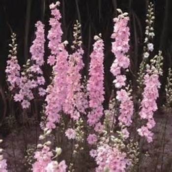 Delphinium elatum