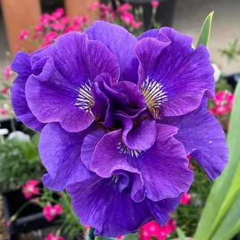 Iris sibirica