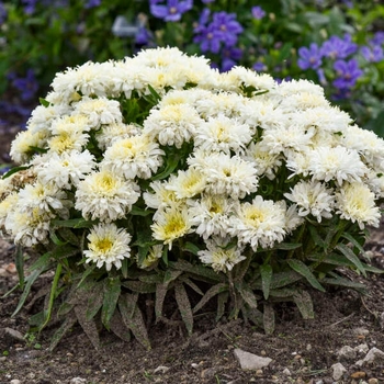 Leucanthemum x superbum 'Ice Cream Dream' PP34053