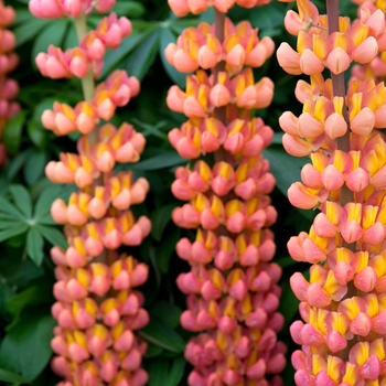 Lupinus polyphyllus 'Terracotta' PP23044