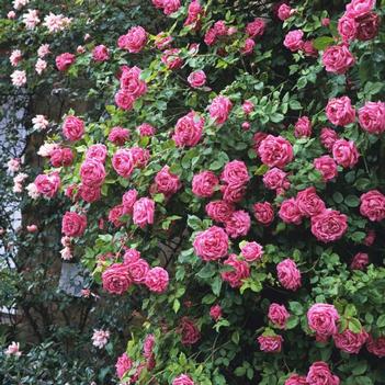 Rosa 'Above All&trade;' PPAF