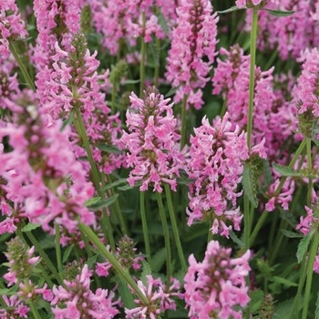 Stachys officinalis 'Pink Cotton Candy' 