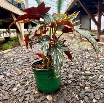 Begonia 'Angel Glow' 