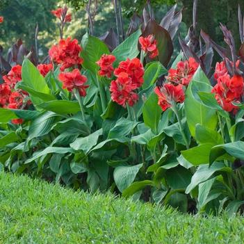 Canna x generalis 'Happy Isabel&reg;' USPP25699P3