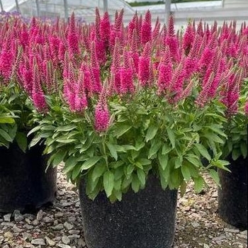 Veronica spicata 'Verspi' 
