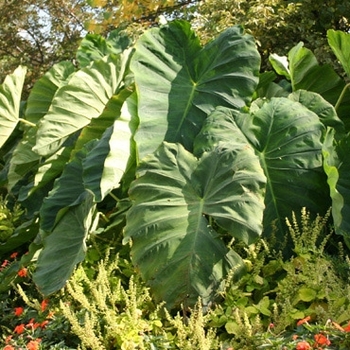 Colocasia 'Mammoth' 