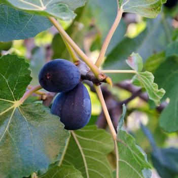Ficus carica 'Black Mission' 