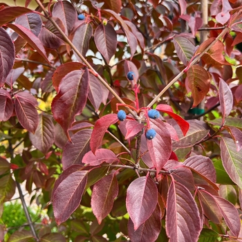 Viburnum prunifolium 'McKRouge' 