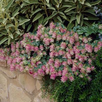 Origanum vulgare 'Kent Beauty' 