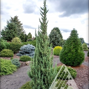 Juniperus chinensis 'Trautman' 