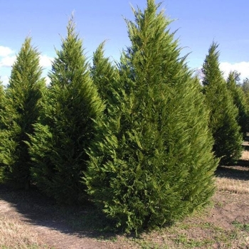 Cupressocyparis leylandii 'Emerald Isle' Moncal