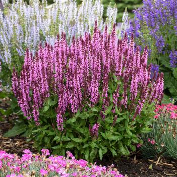 Salvia pratensis 'Rose Rhapsody' 