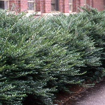 Lonicera pileata