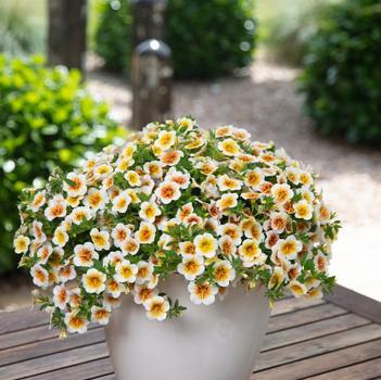Calibrachoa 'Cappuccino' PP26787P2