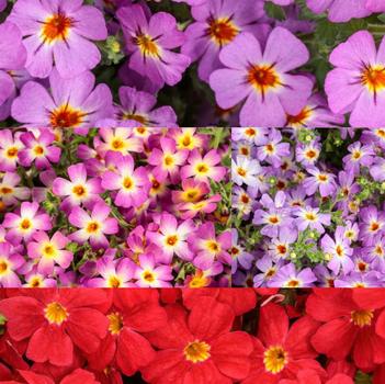 Phlox 