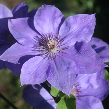 Clematis 'Elsa Spath' 