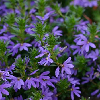 Scaevola 'Blue Angel' 