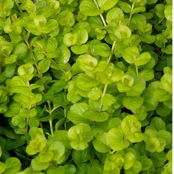 Lysimachia 