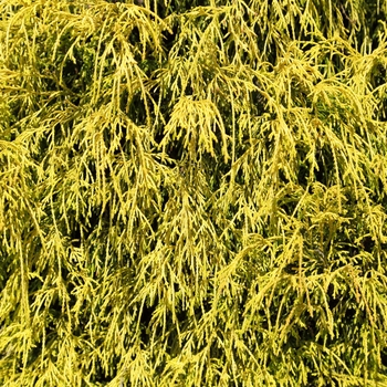 Chamaecyparis pisifera 'Golden Charm' 