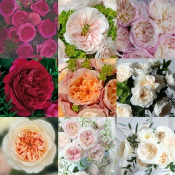 Rosa 