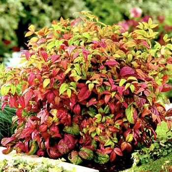 Nandina domestica 'Firepower' 