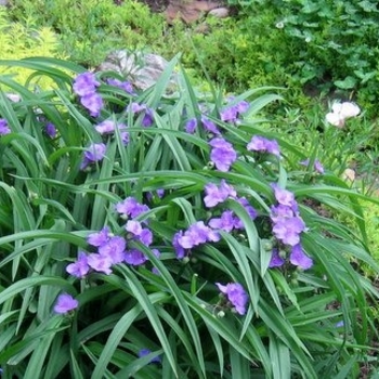 Tradescantia 'Multiple Varieties' 