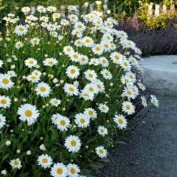 Leucanthemum 'Multiple Varieties' 