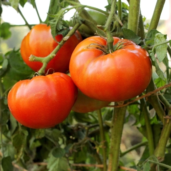 Solanum lycopersicum 'Better Boy' 