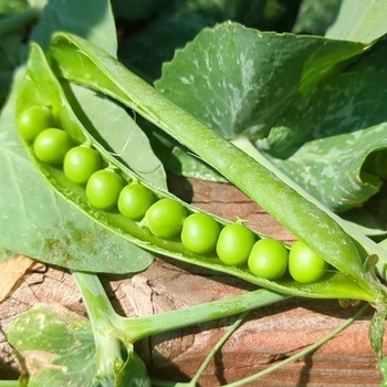 Pisum sativum