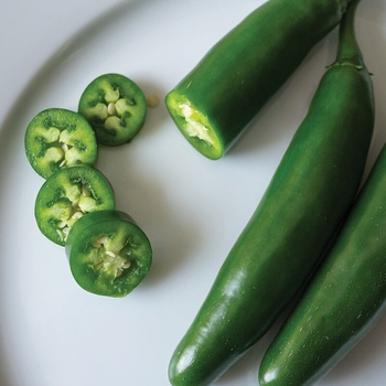 Capsicum annuum 'Serrano' 