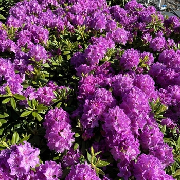 Rhododendron catawbiense 'Grandiflorum' 