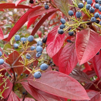 Viburnum nudum