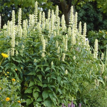 Agastache nepetoides