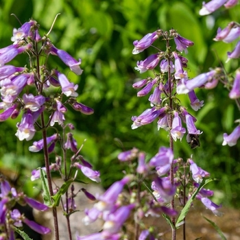 Penstemon hirsutus