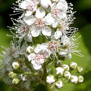 Spiraea alba