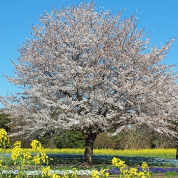 Prunus x yedoensis 'Akebono' 