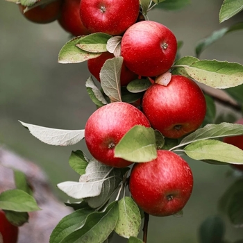 Malus 'Whitney' 