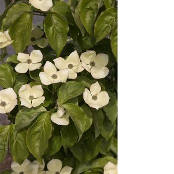 Cornus 'KF111-1' PP22219