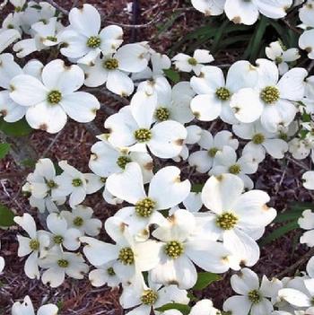 Cornus florida 'Appalachian Snow' 