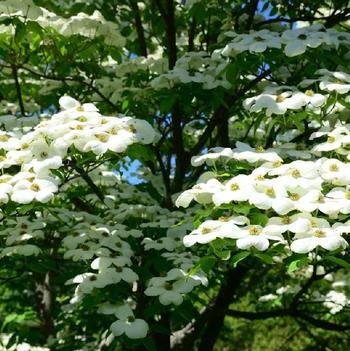 Cornus kousa x nuttallii 'KN4-43' PP16,257