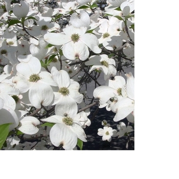 Cornus florida 'Super Princess' 