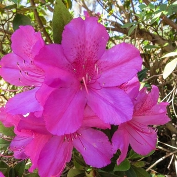 Rhododendron Southern Indica Hybrid 'Pink Formosa'