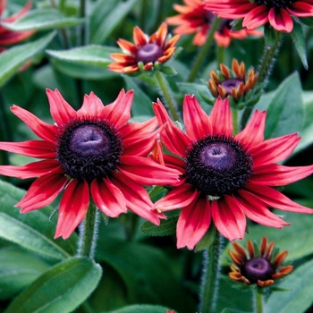 Rudbeckia hirta 'Cherry Brandy' 