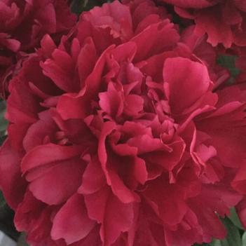 Paeonia lactiflora 'Karl Rosenfeld' 