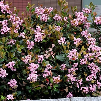 Rhaphiolepis indica 'Dwarf Pink' 