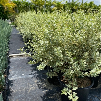 Ligustrum japonicum 'Variegatum' 