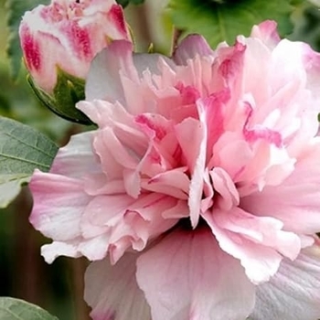 Hibiscus syriacus 'Double Pink' 