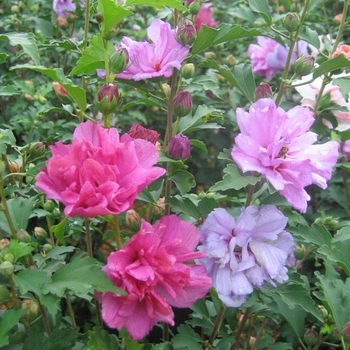 Hibiscus syriacus 'Lady Stanley' 