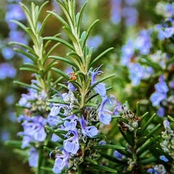 Rosmarinus officinalis 'Miss Jessupp's Upright' 