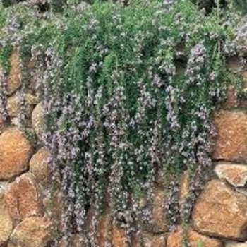 Rosmarinus officinalis 'Renzels'